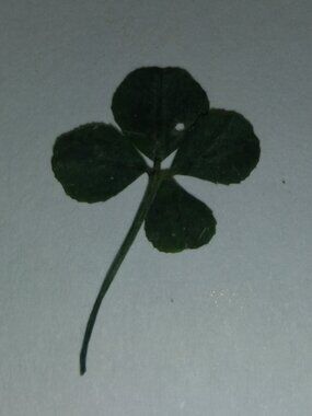 4 Leaf Clover 🍀 small